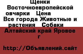 Щенки Восточноевропейской овчарки › Цена ­ 25 000 - Все города Животные и растения » Собаки   . Алтайский край,Яровое г.